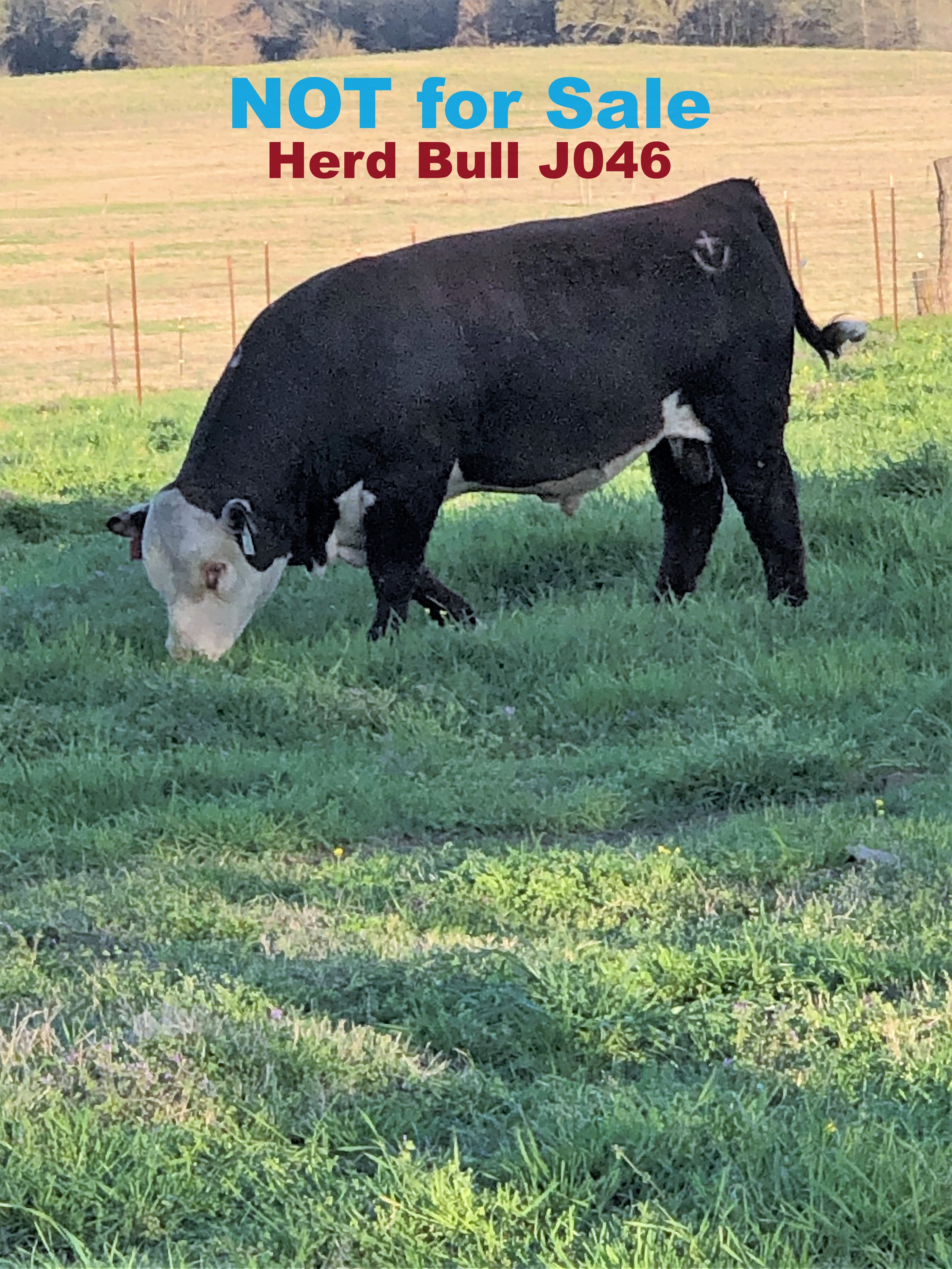 Registered Polled Hereford Bulls